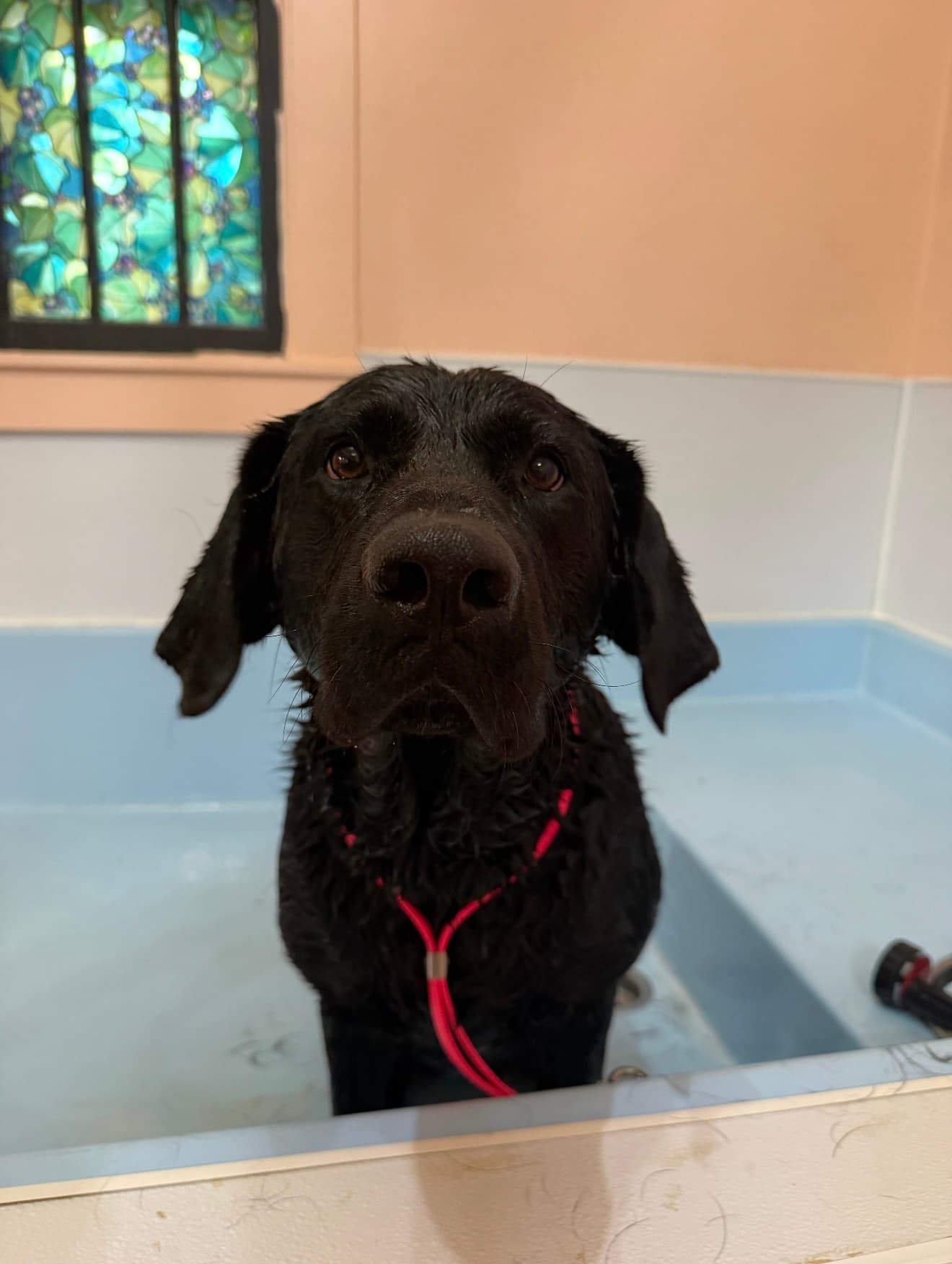 A black Labrador mix mid-bath, coat soaked, before grooming