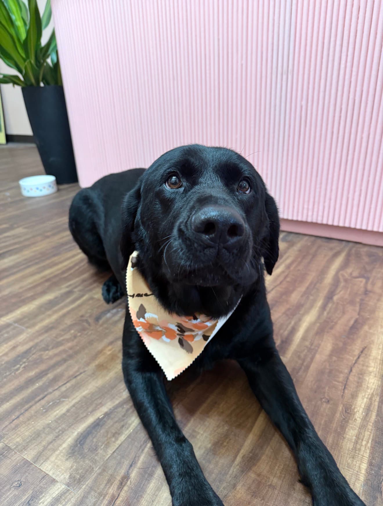The same Labrador mix freshly groomed and dry, relaxed in a floral bandana