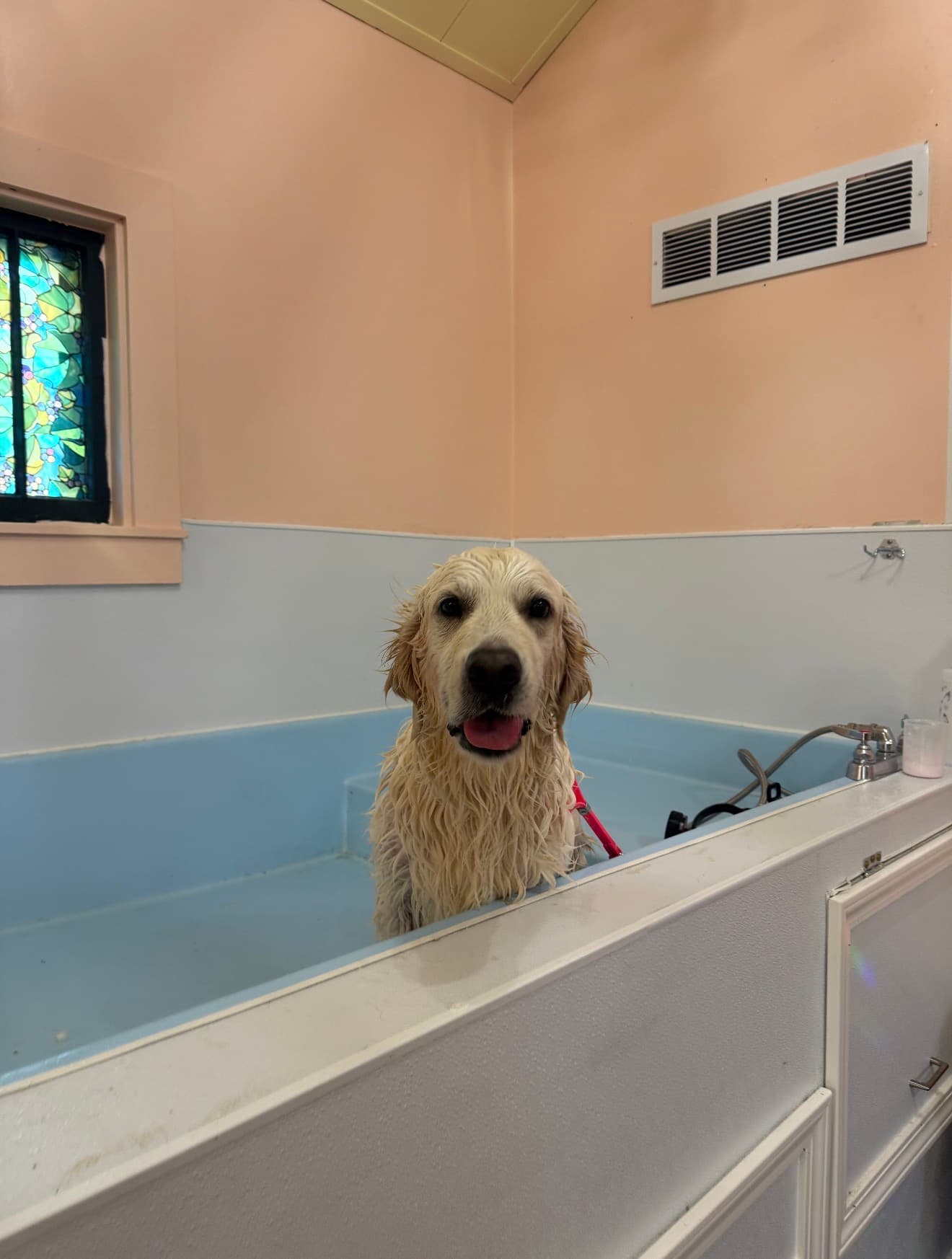 A Golden Retriever mid-bath, coat soaked, before grooming