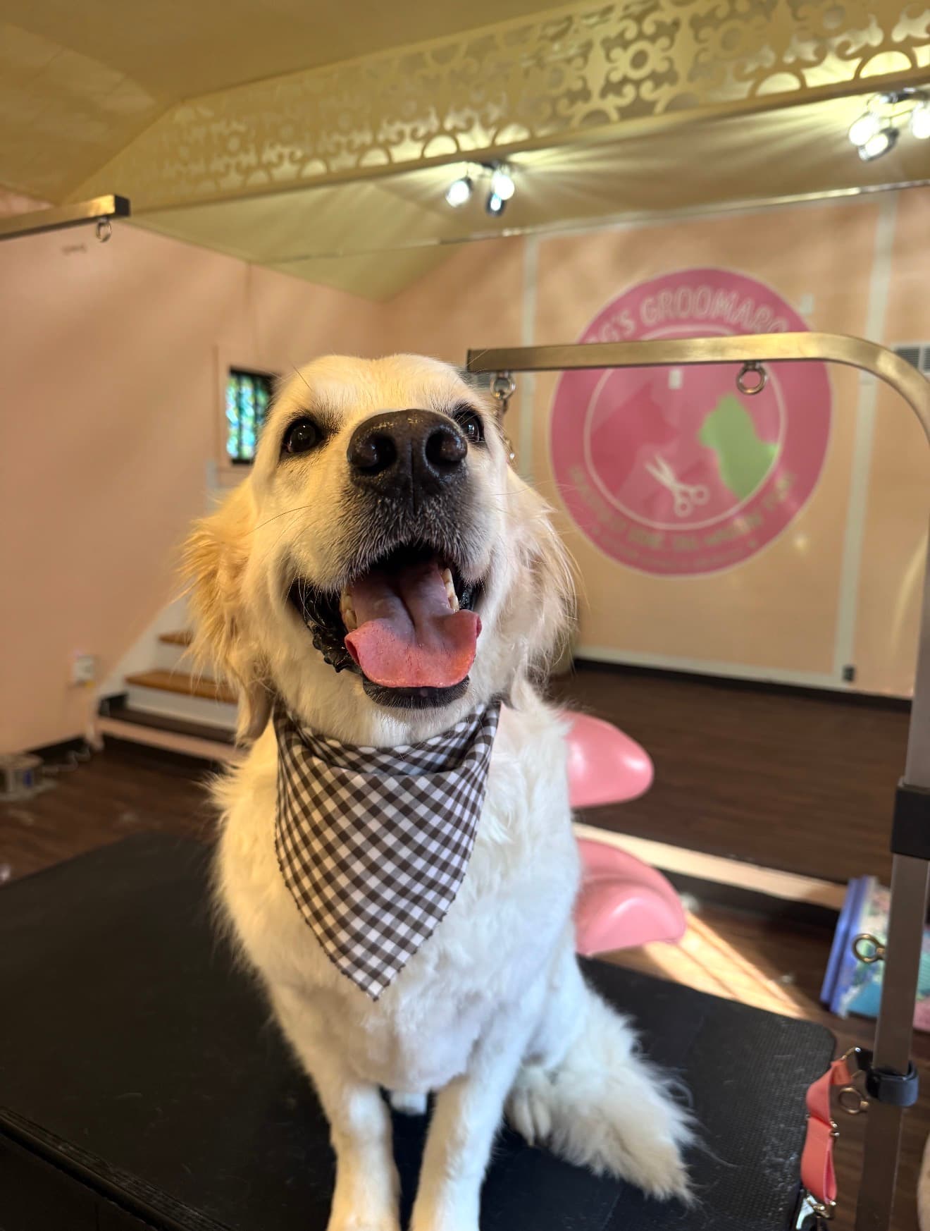The same Golden Retriever freshly groomed, smiling in a gingham bandana