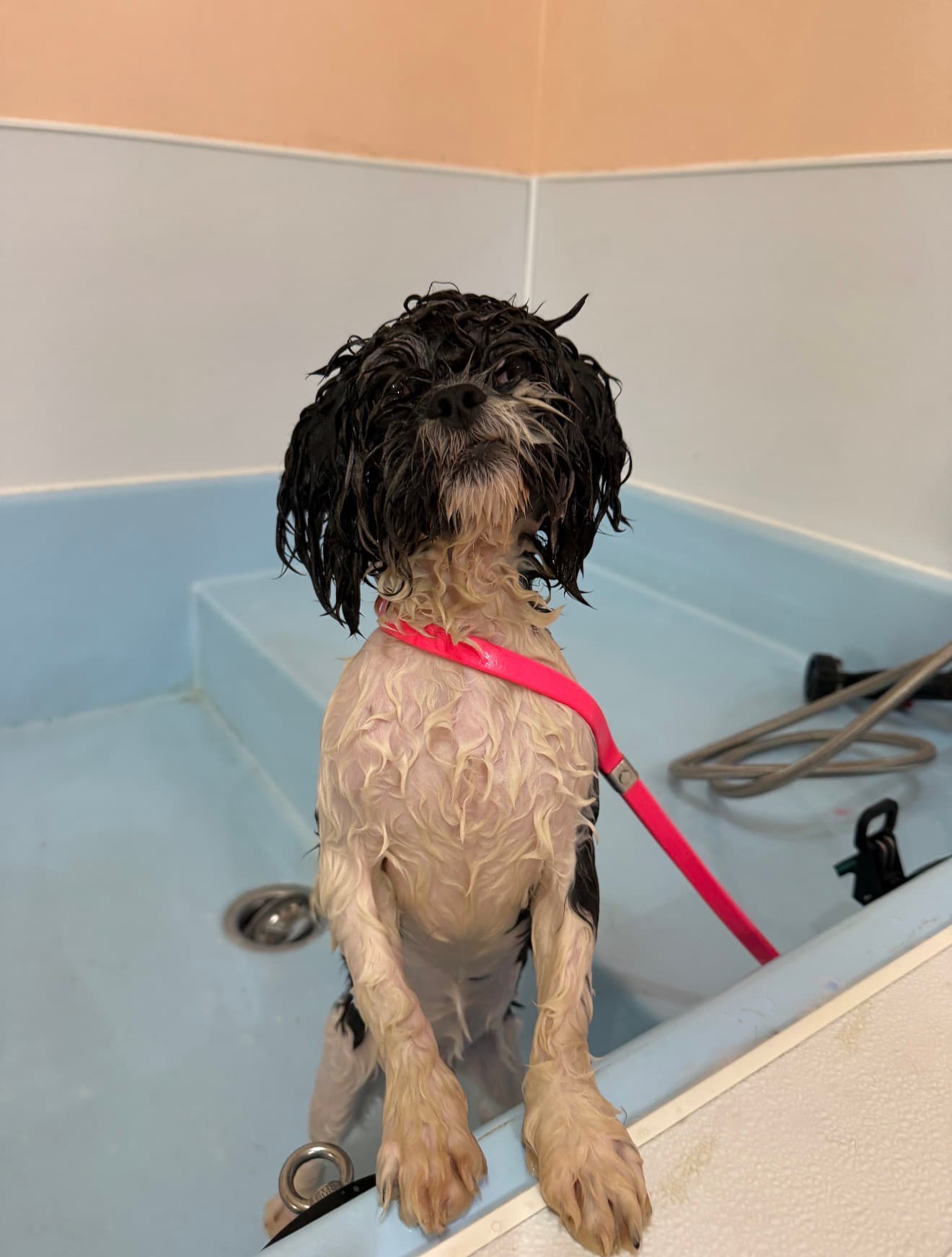 A shaggy terrier mix mid-bath, coat wet and matted, before grooming