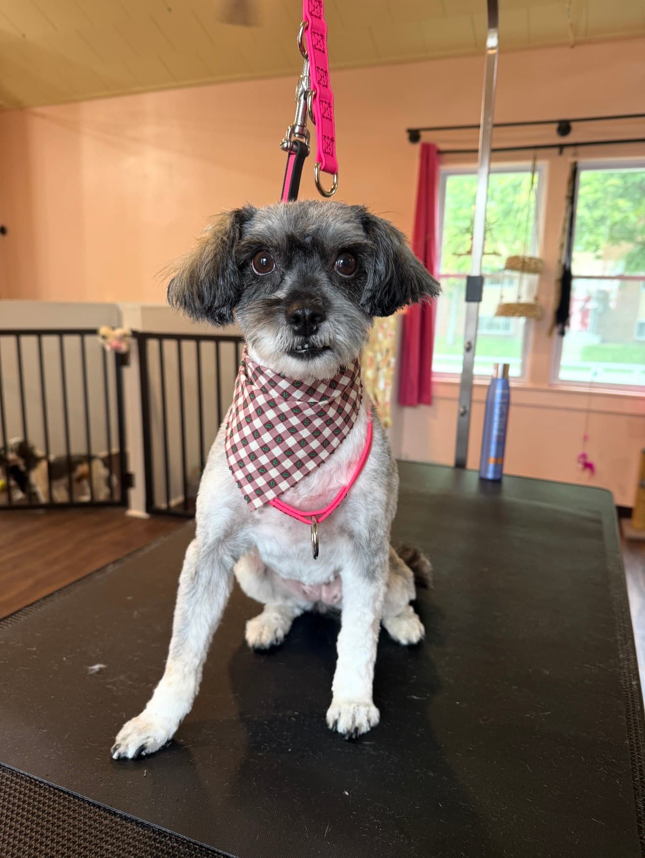 The same terrier mix freshly trimmed and clean, sitting calmly in a gingham bandana