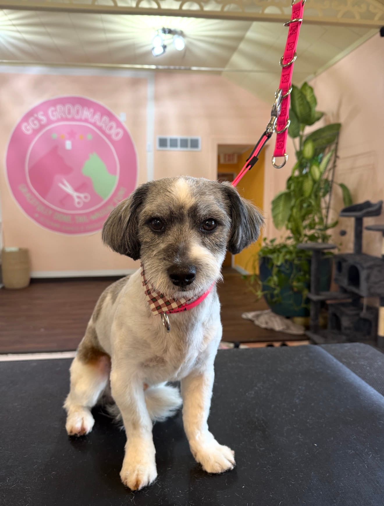 The same freshly-groomed terrier mix in the lobby in front of the GG's Groomaroo logo