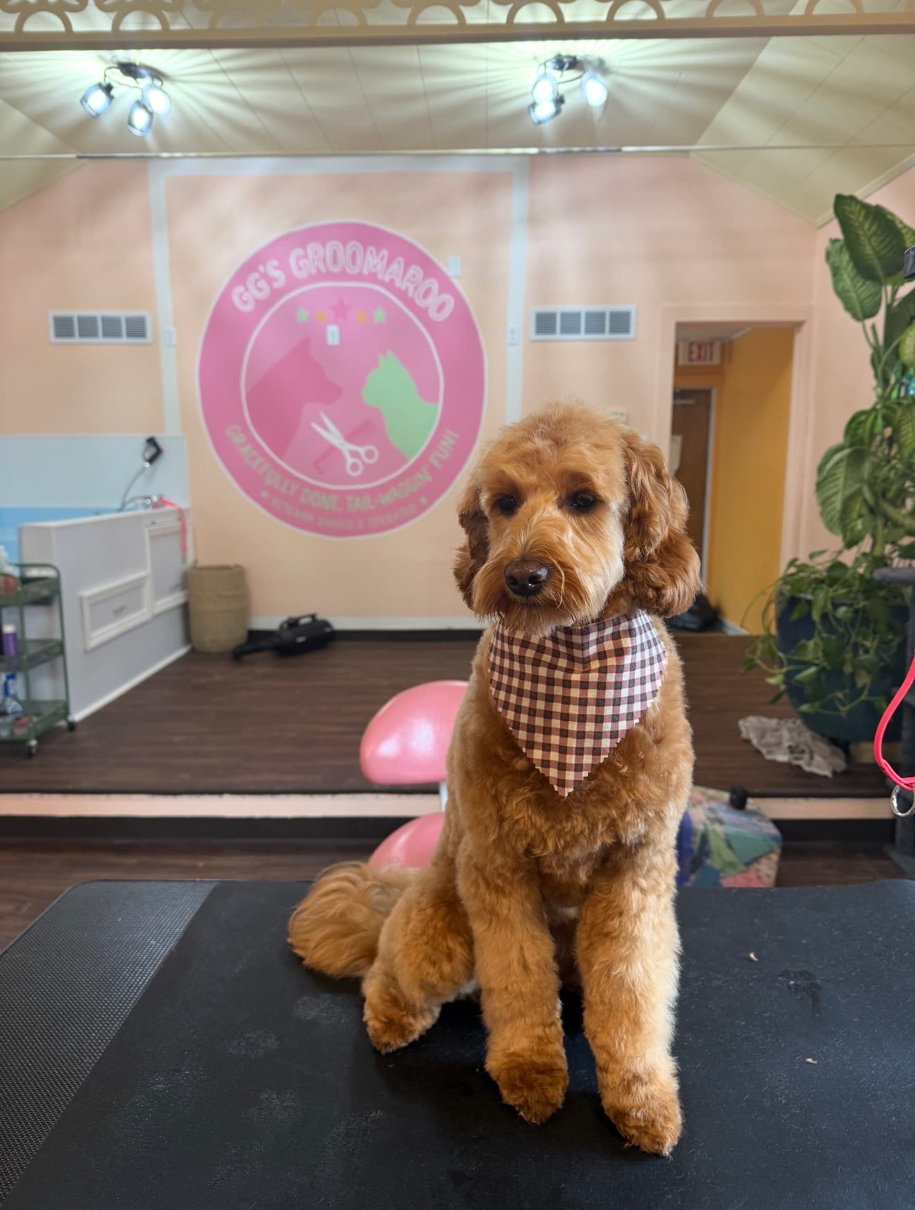 A large apricot Goldendoodle sitting calmly on the grooming table in a gingham bandana