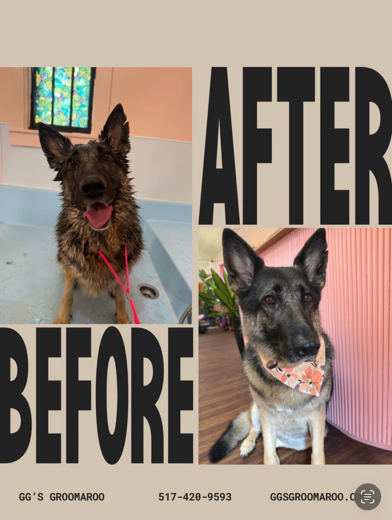 Before-and-after of a German Shepherd: matted and wet before grooming, clean and calm after