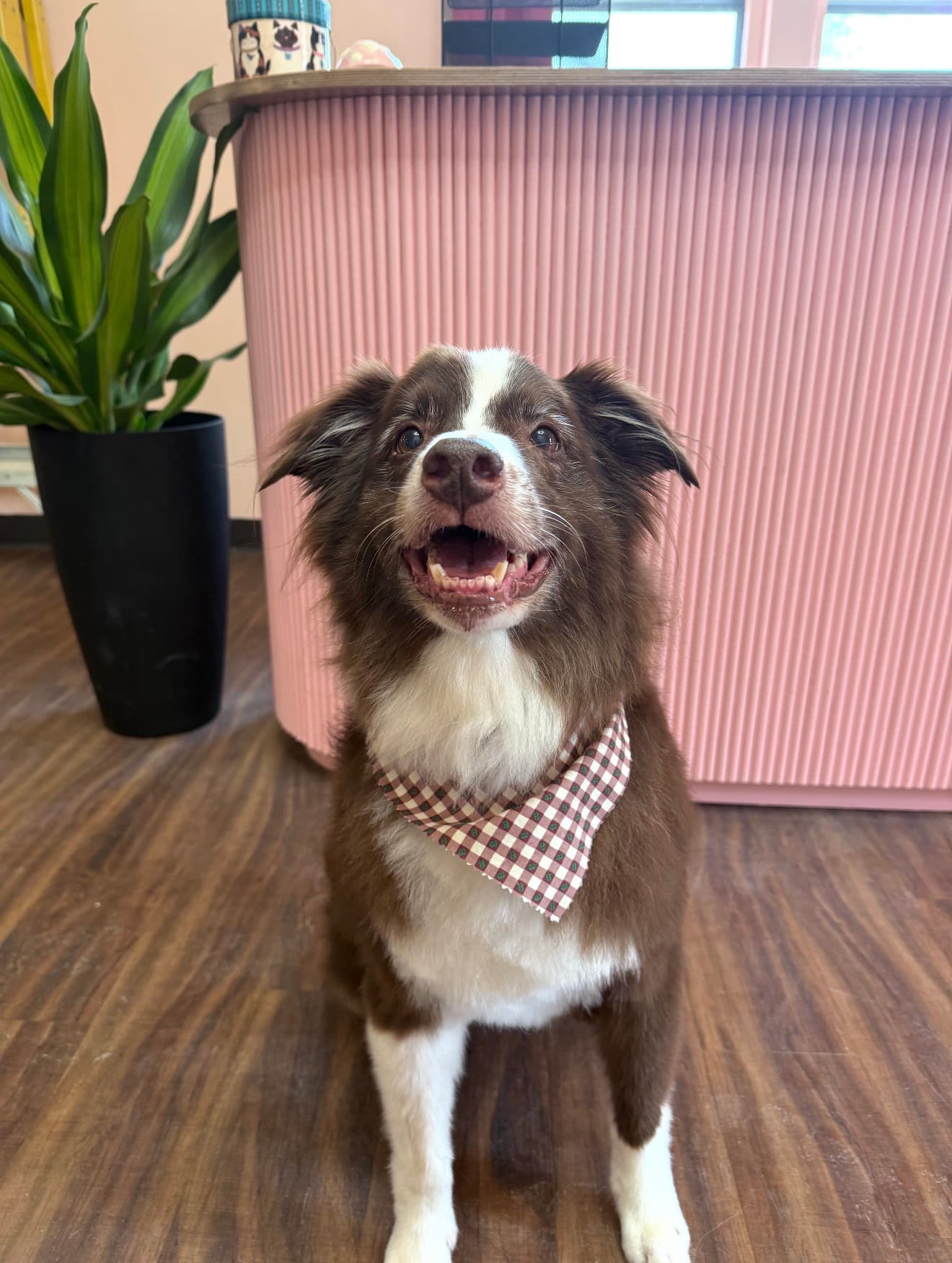 A happy Border Collie freshly groomed, sitting calmly near the front desk in a gingham bandana