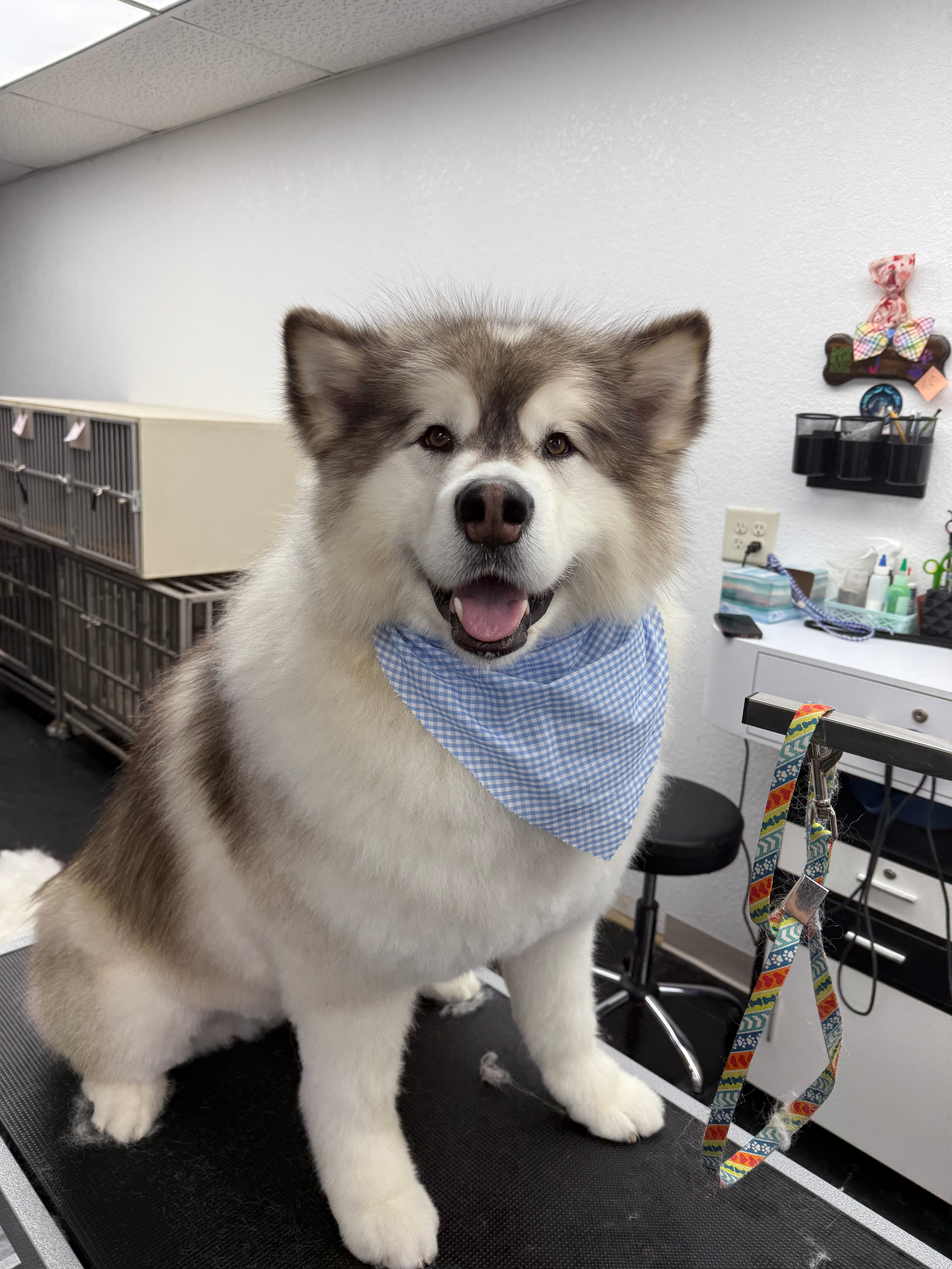 A fluffy Alaskan Malamute puppy sitting on the grooming table after a bath and brush-out