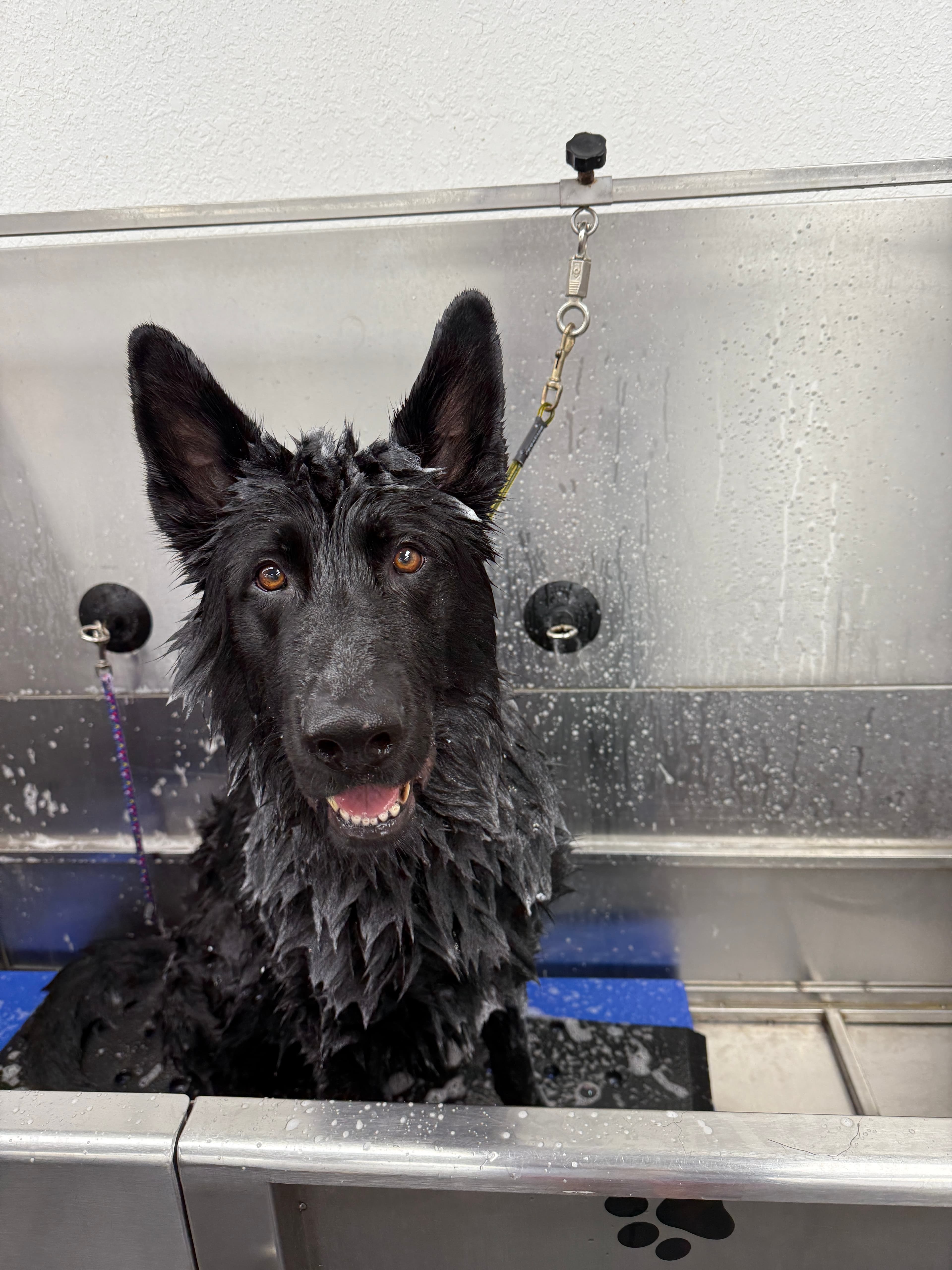 A German Shepherd mid-bath at the grooming suite's bathing station