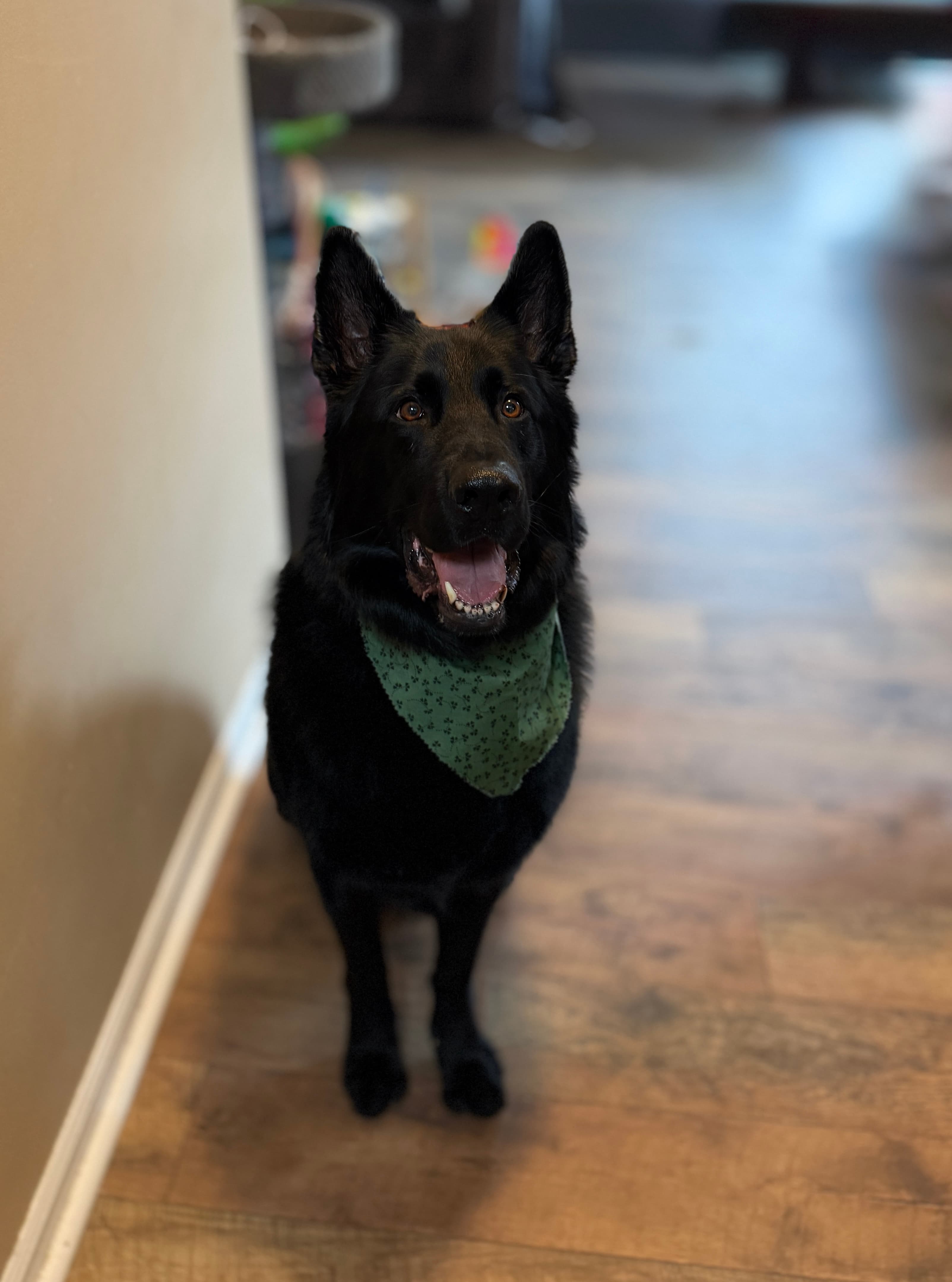 The same German Shepherd, dry and freshly groomed, wearing a paw-print bandana