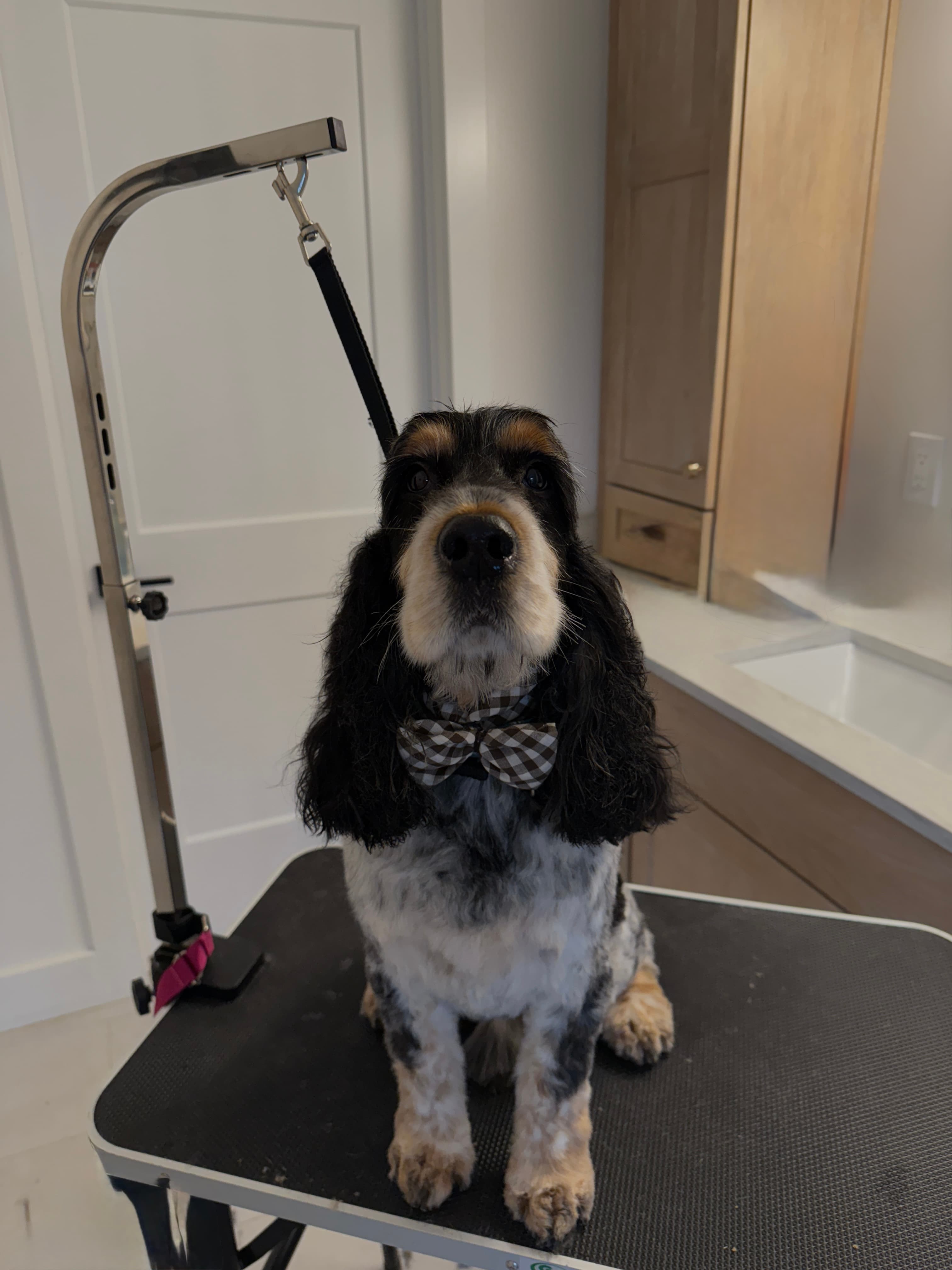A Cocker Spaniel in a bow tie, freshly trimmed and sitting calmly on the grooming table