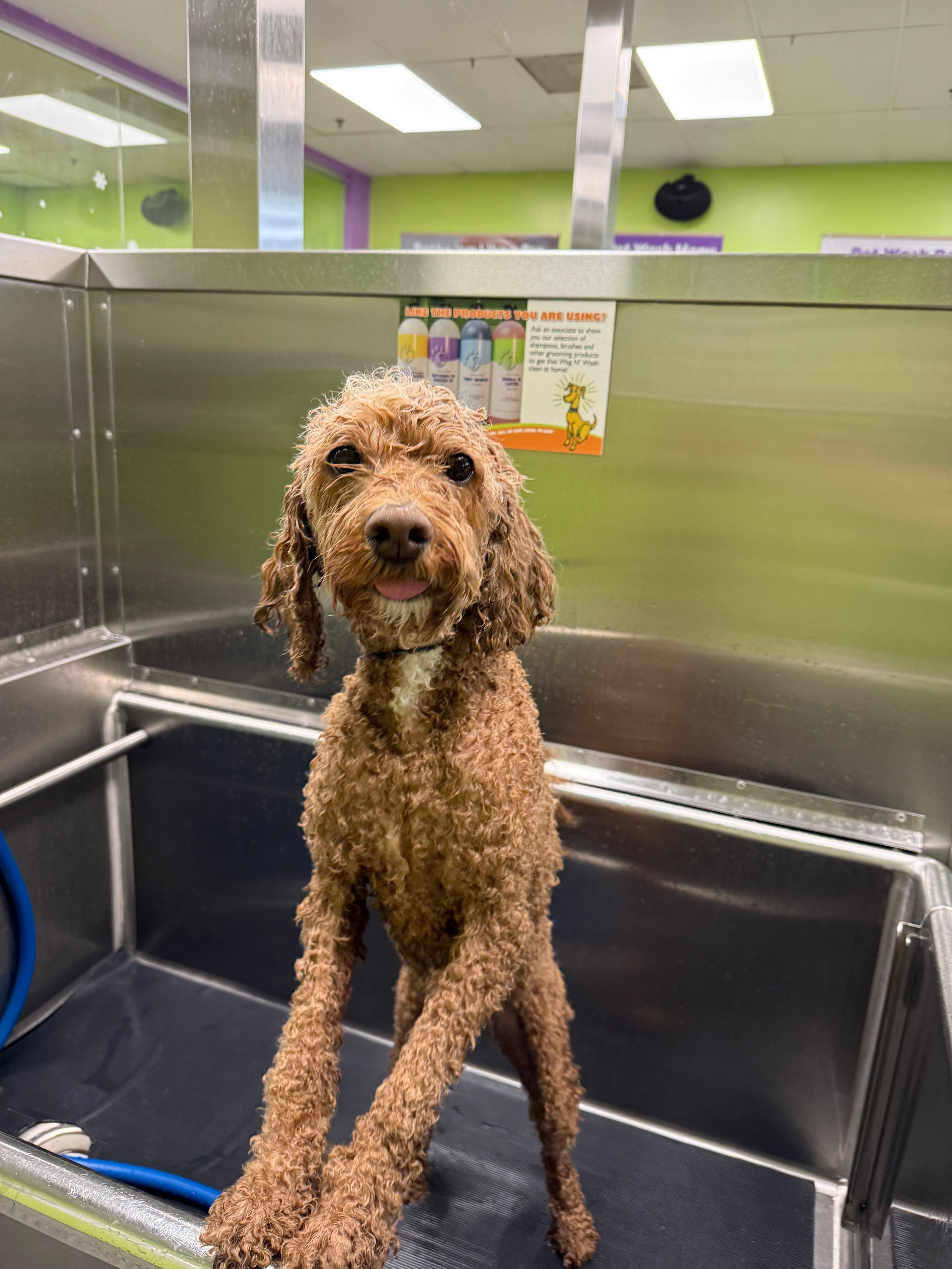 A curly-coated Goldendoodle freshly bathed, coat still damp
