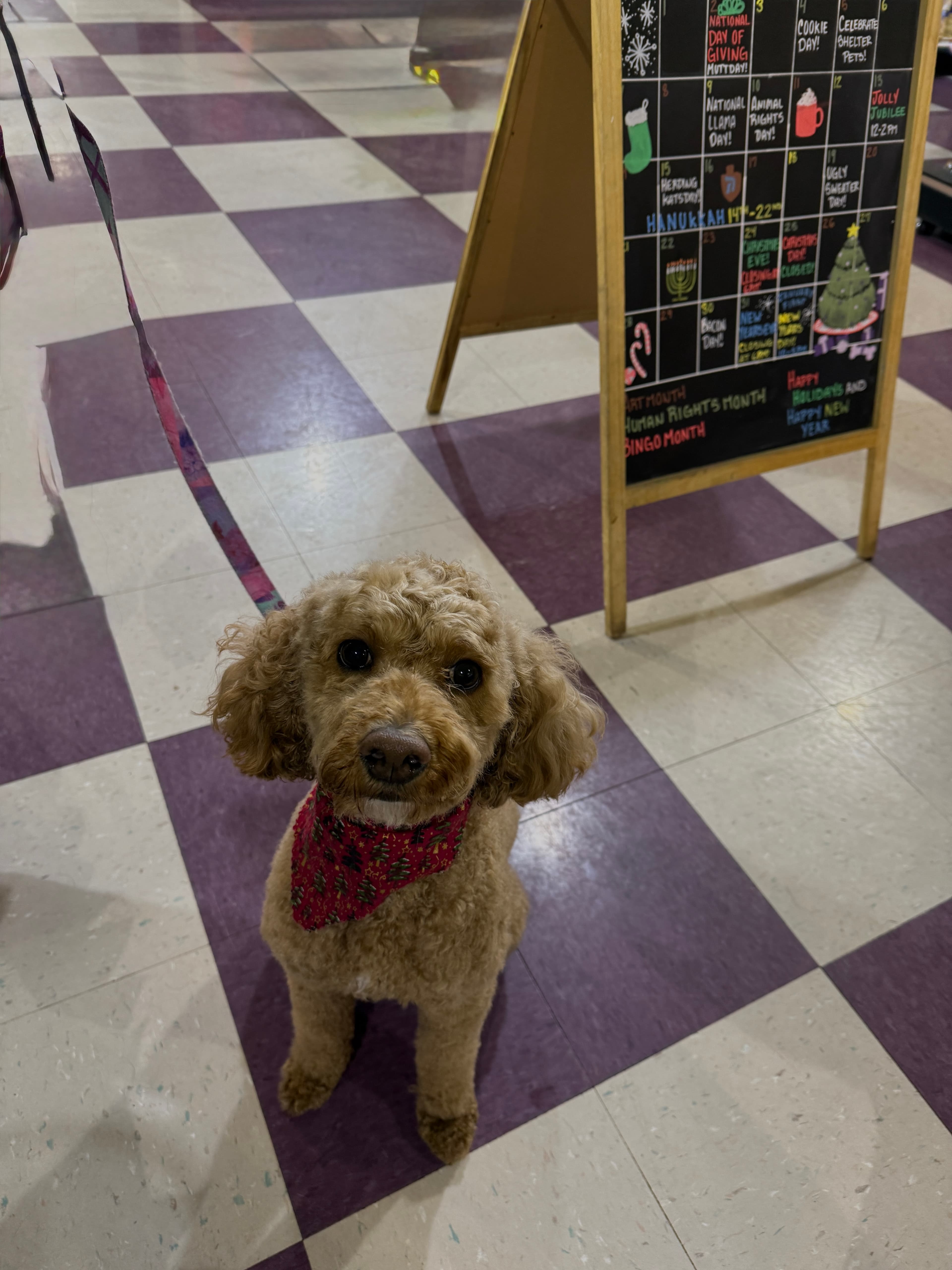 An apricot Poodle with a fresh teddy-bear trim, wearing a holiday bandana