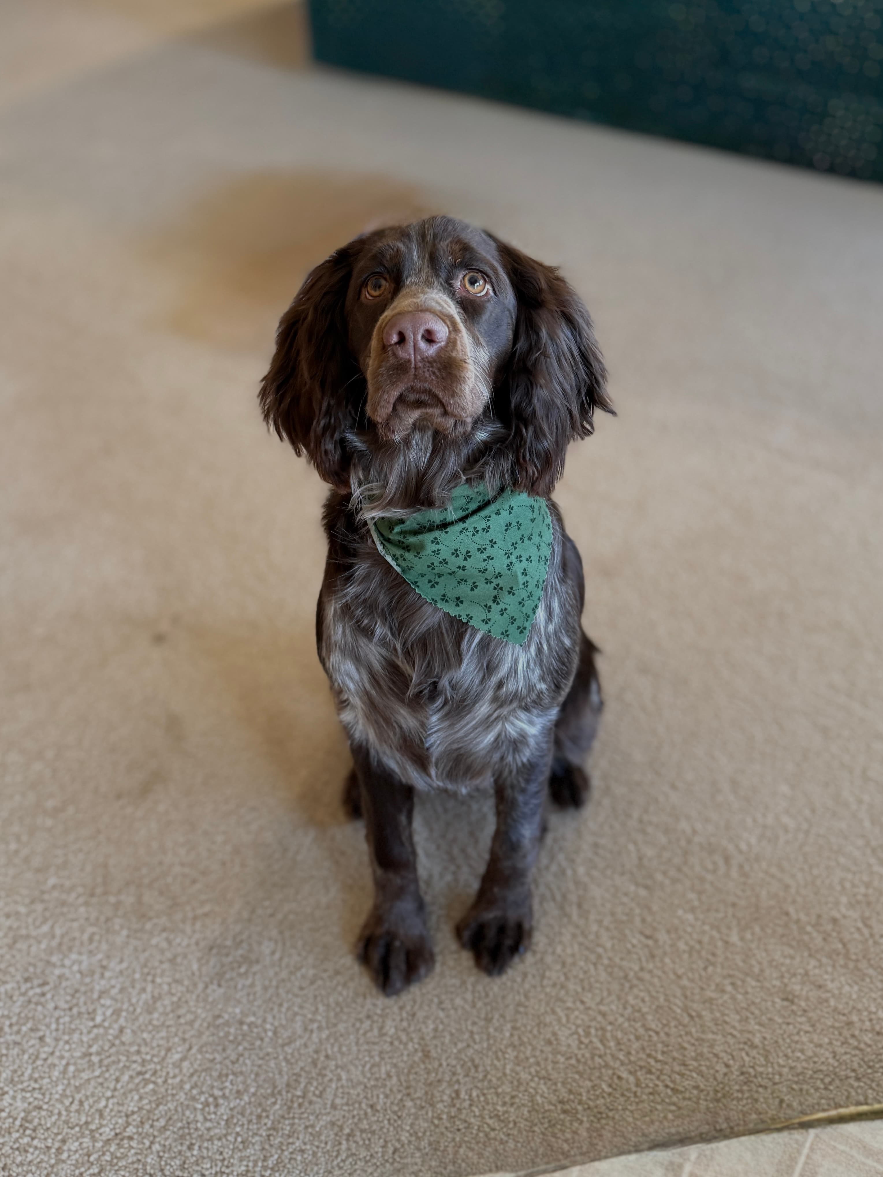 A wire-haired pointer mix relaxed at home after grooming, in a paw-print bandana