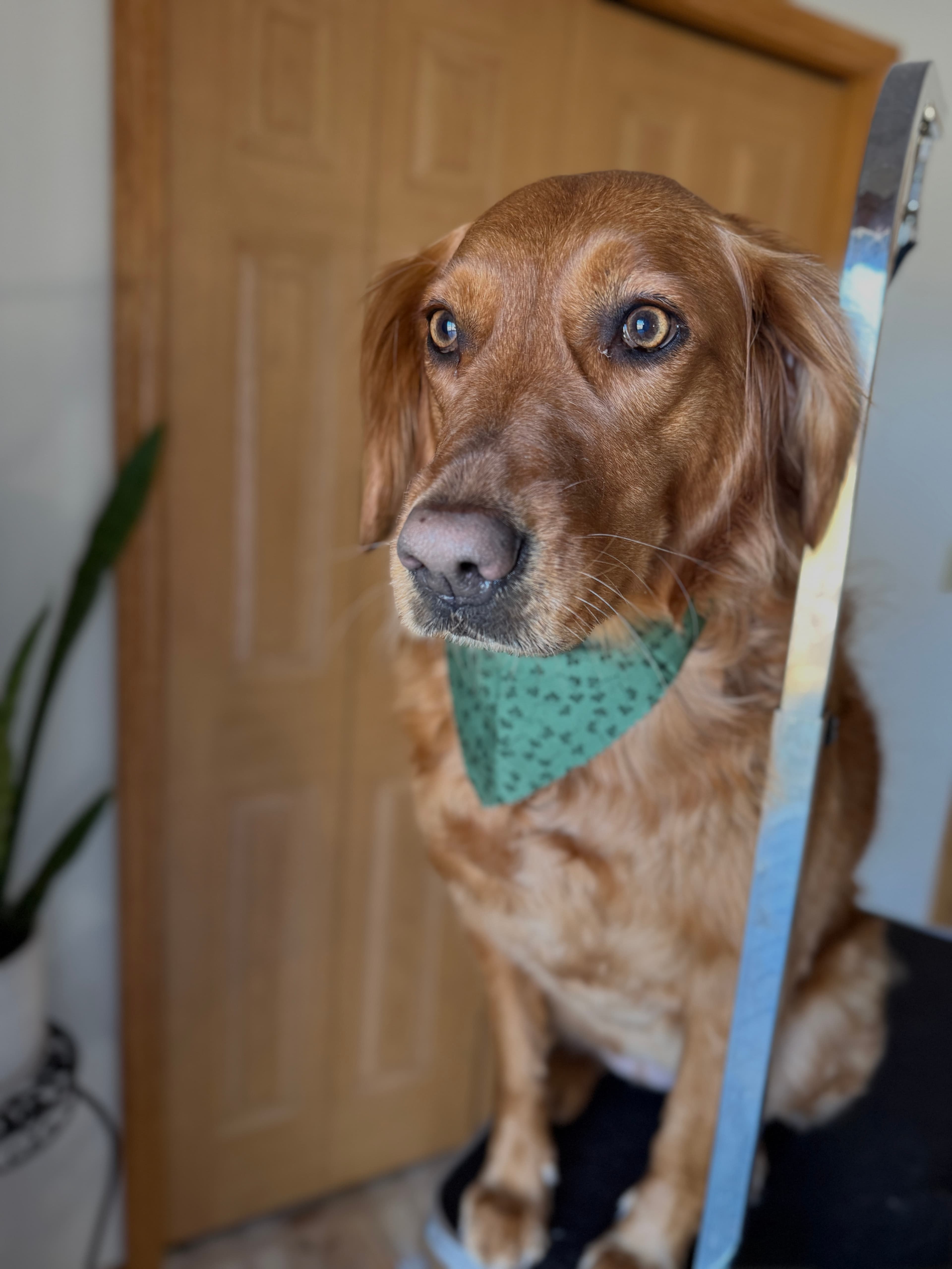 A Golden Retriever freshly groomed and calm, wearing a paw-print bandana