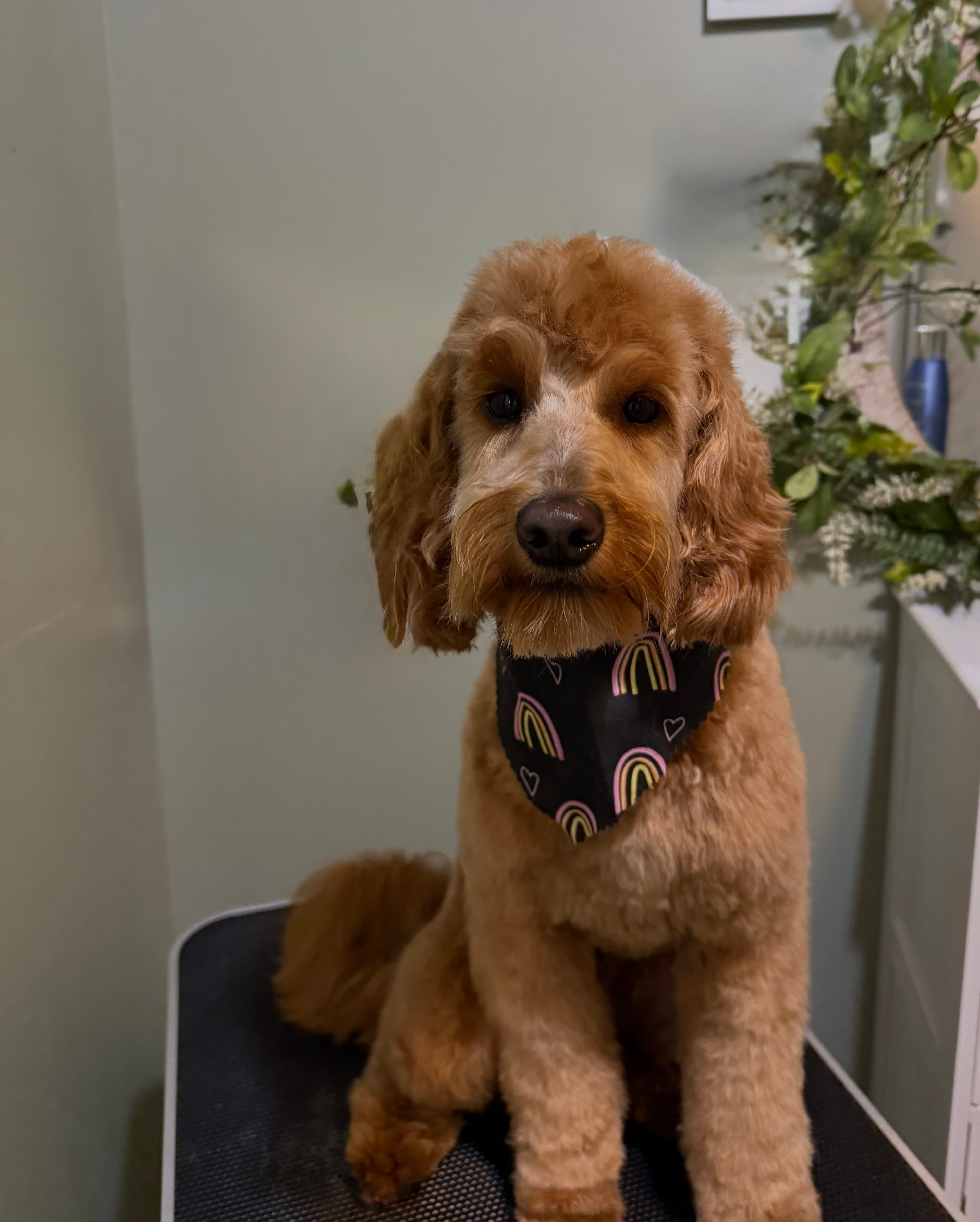 A Goldendoodle with a rounded teddy-bear trim, sitting calmly on the grooming table