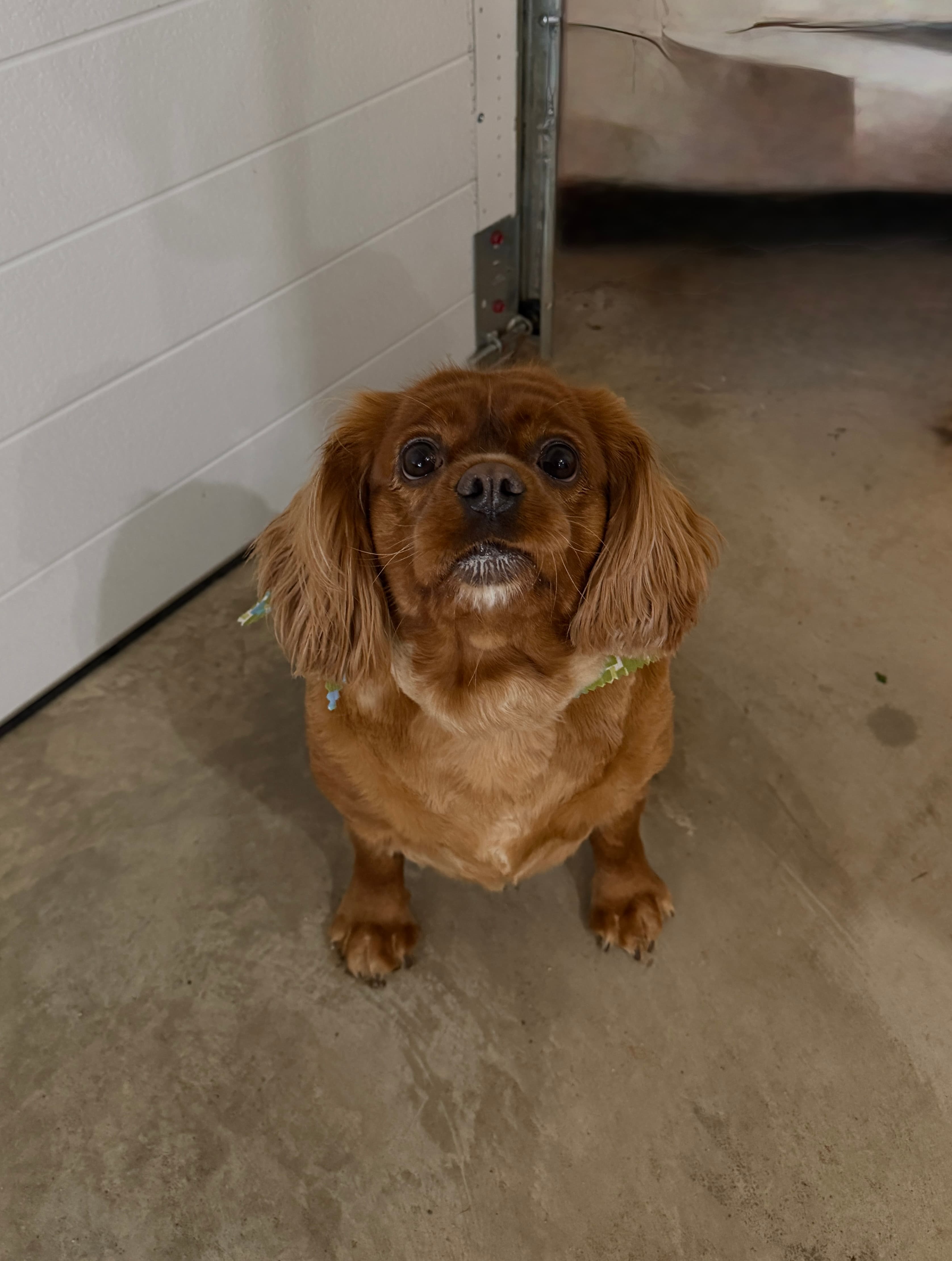 A ruby Cavalier King Charles Spaniel freshly groomed