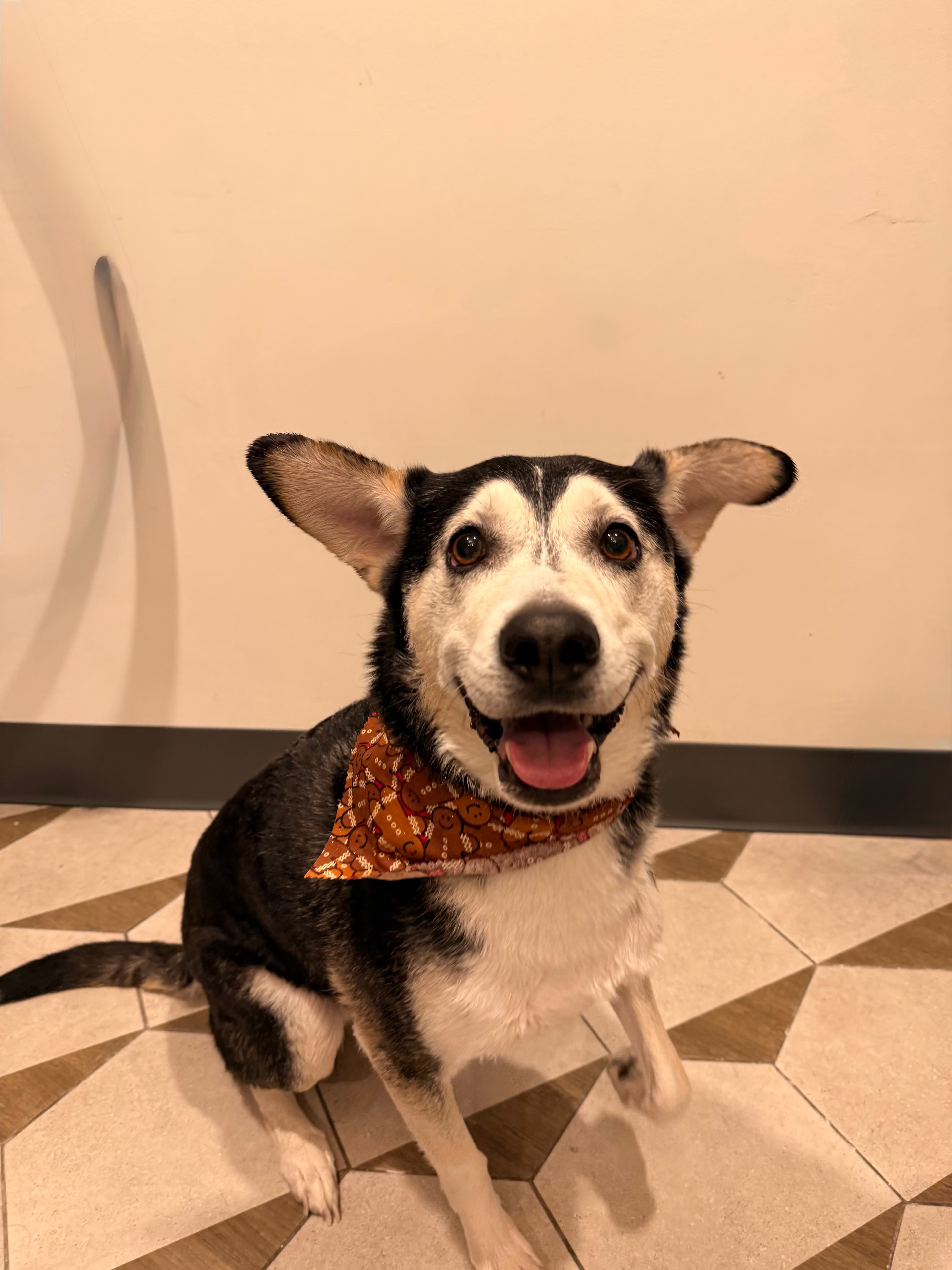A black and white husky mix freshly groomed, smiling in a matching bandana